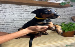 Dobermann dogs for sale: Dobermann puppies Champion bloodline, kc reg - Image 33