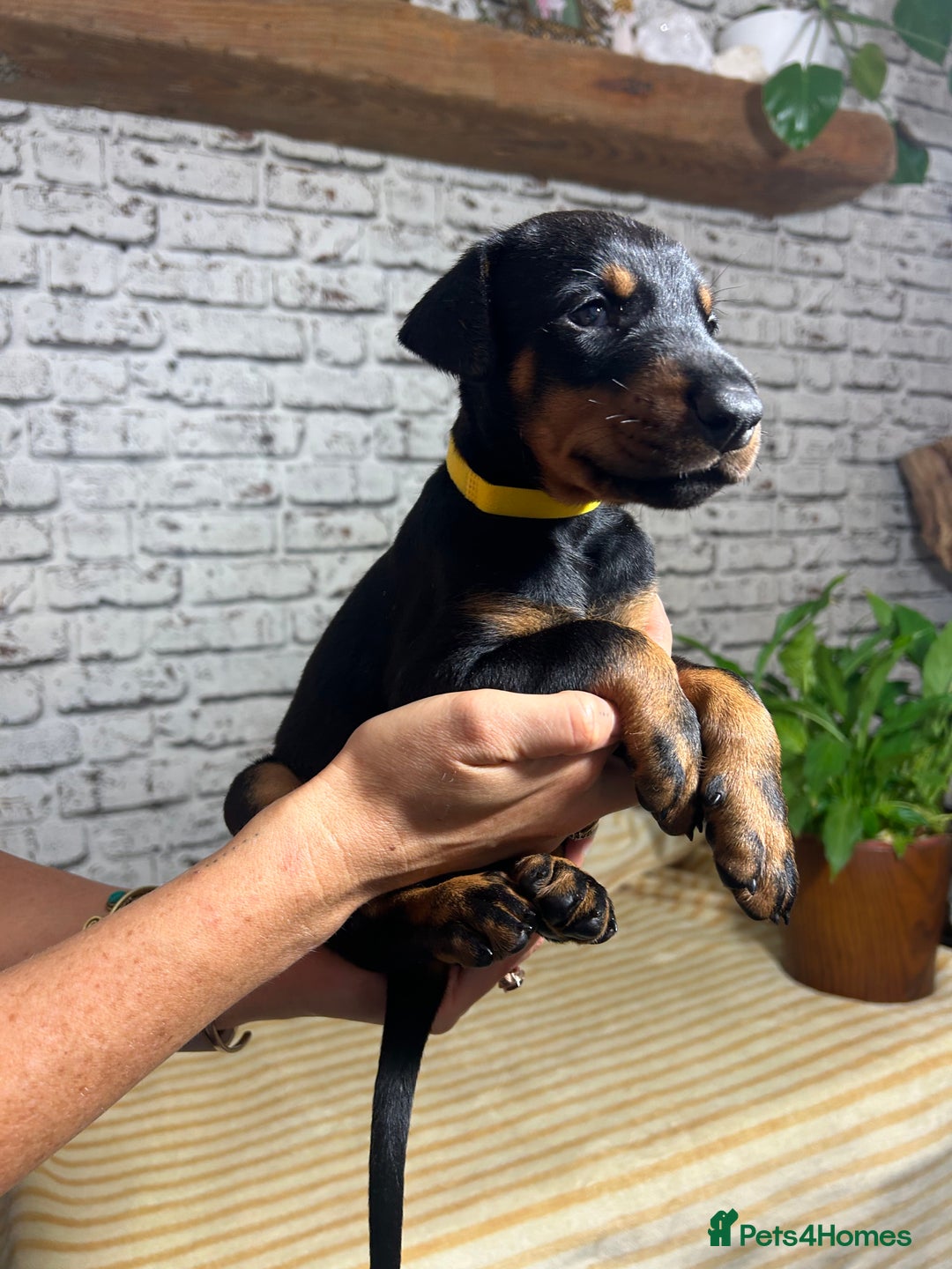Dobermann dogs for sale: Dobermann puppies Champion bloodline, kc reg - Image 33