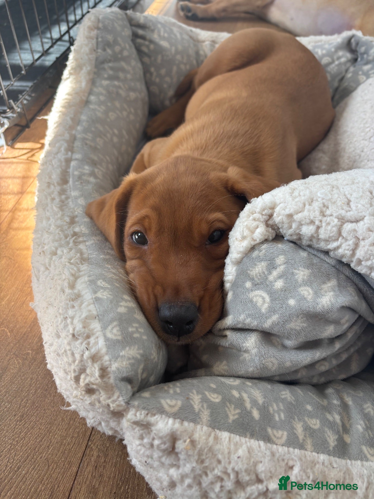 Labrador Retriever dogs Beautiful KC registered Labrador retriever puppies - Advert 4