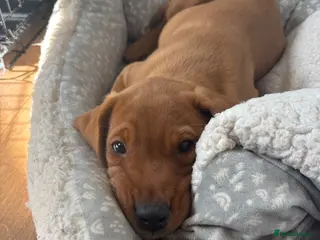 Labrador Retriever dogs Beautiful KC registered Labrador retriever puppies - Advert 4