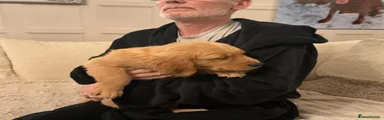 Golden Retriever 4