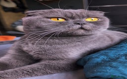 Scottish Fold cats for sale: 💎 TICA ACTIVE 🏆 SCOTTISH FOLD QUEEN 👑 - Image 4
