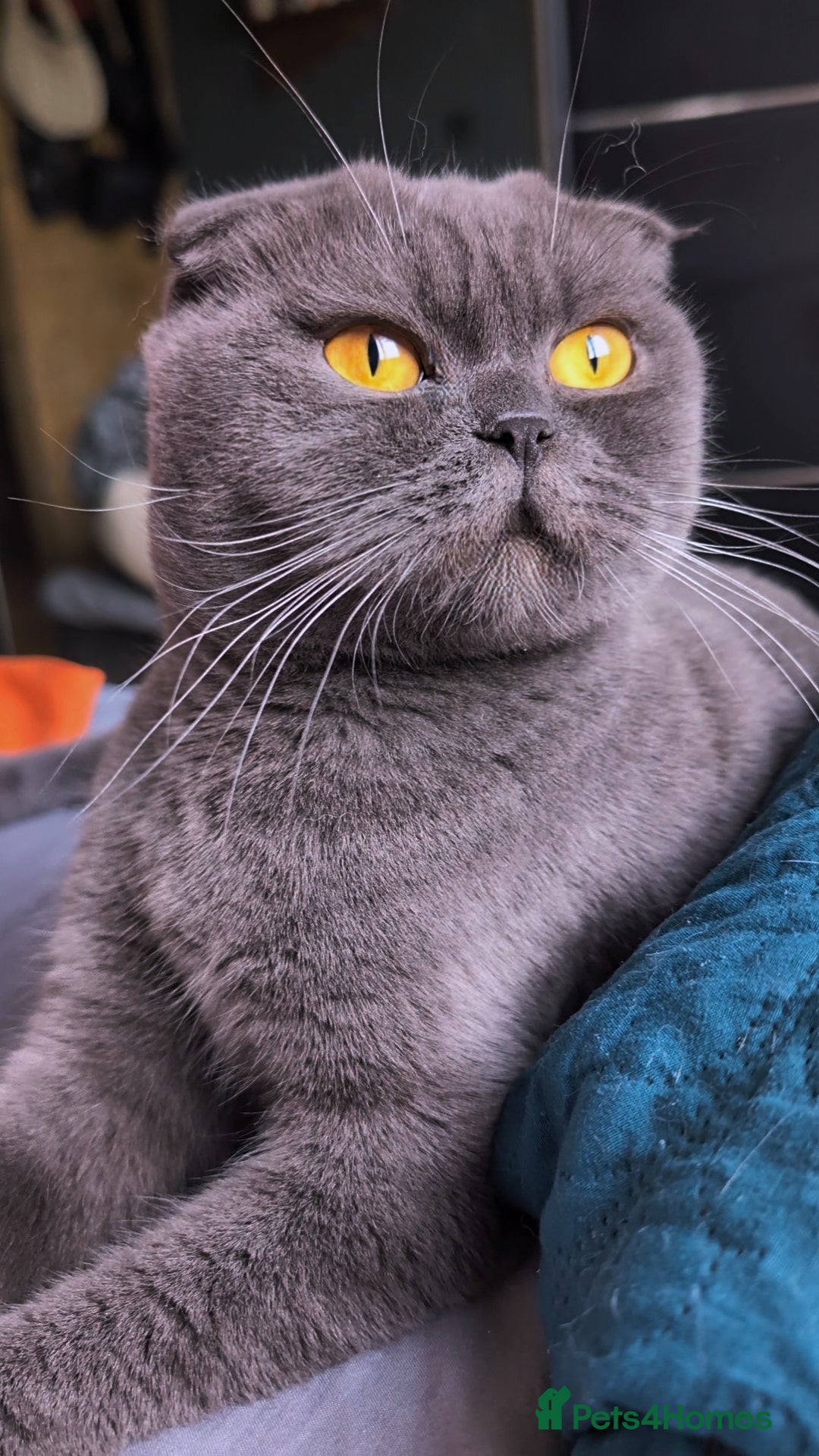 Scottish Fold cats for sale: 💎 TICA ACTIVE 🏆 SCOTTISH FOLD QUEEN 👑 - Image 4