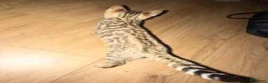 Bengal 1