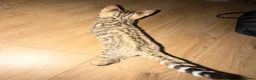 Bengal cats for sale: 2 bengal kittens READY NOW! - Advert 5