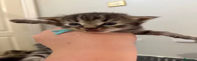 Maine Coon 1