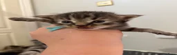 Maine Coon cats for sale: 5 Cross Maine Coon kittens for sale  - Advert 6