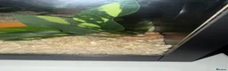 Snake reptiles for sale: Baby western albino hognose  - Advert 4