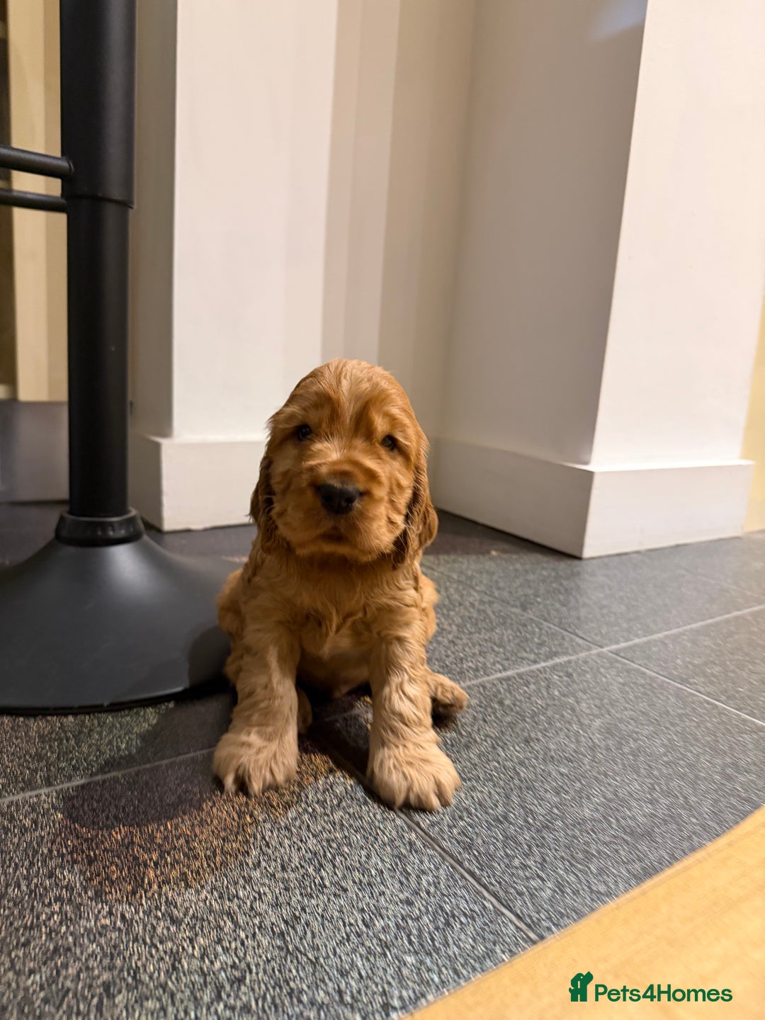 Cocker Spaniel dogs for stud: Stunning KC red show cocker spaniel for stud - Advert 5