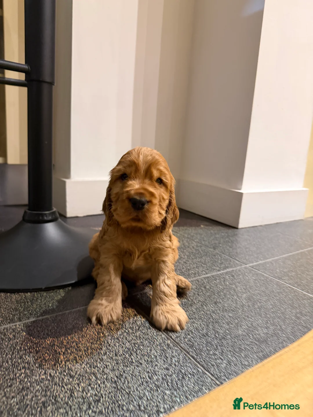 Cocker Spaniel dogs for stud: Stunning KC red show cocker spaniel for stud - Advert 5