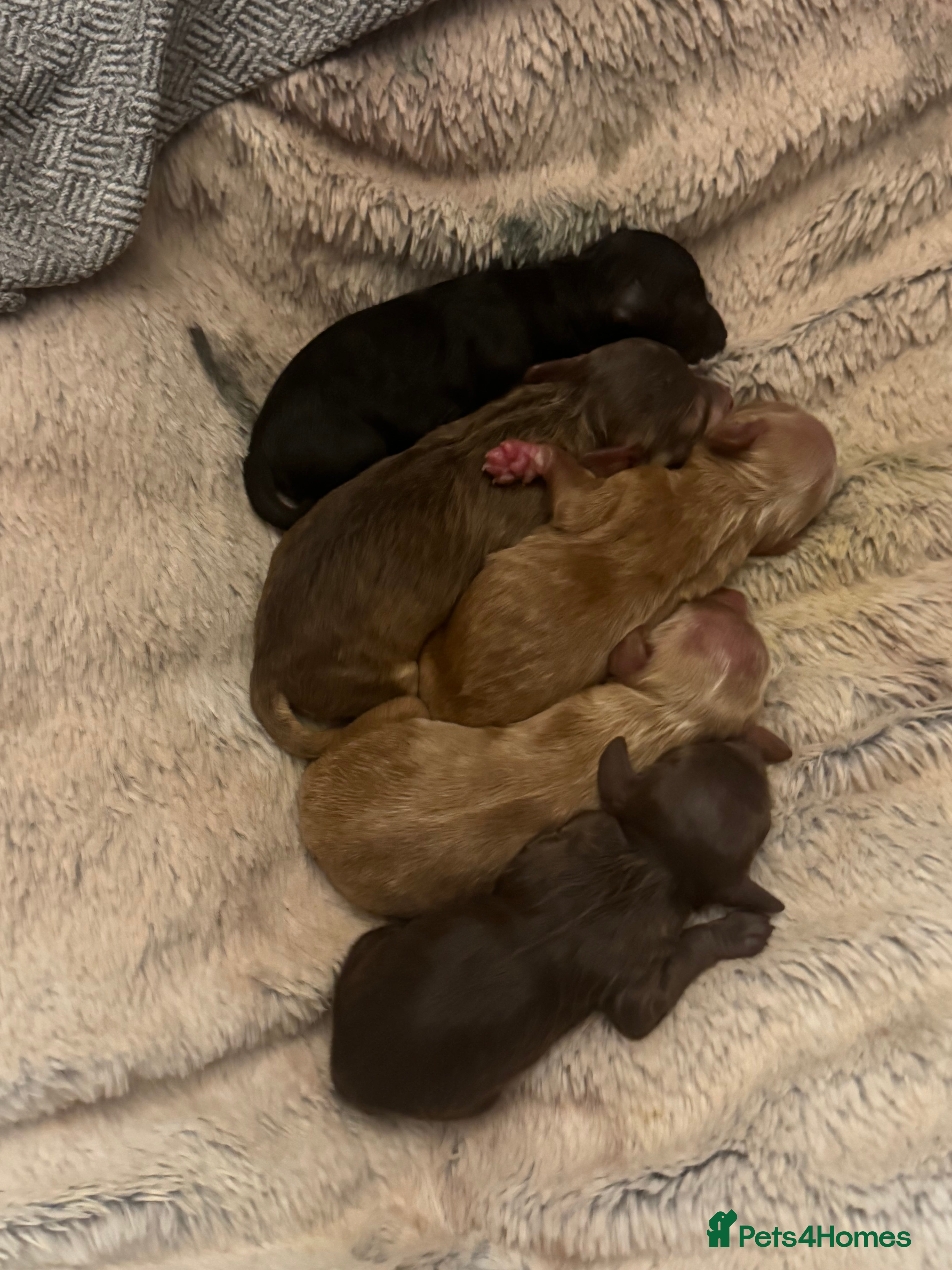 Cockapoo dogs Beautiful F1b cockapoos  - Advert 18