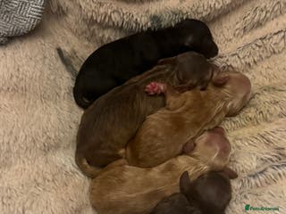 Cockapoo dogs Beautiful F1b cockapoos - Advert 18