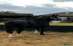 Welsh Section C horses for sale: Handsome Welsh Sec C - Image 2
