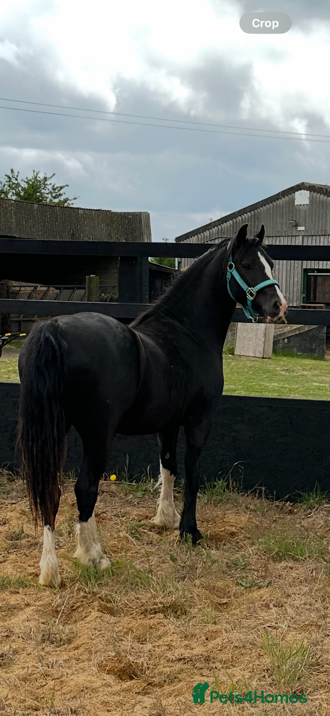 Welsh Section C horses for sale: Handsome Welsh Sec C - Image 2