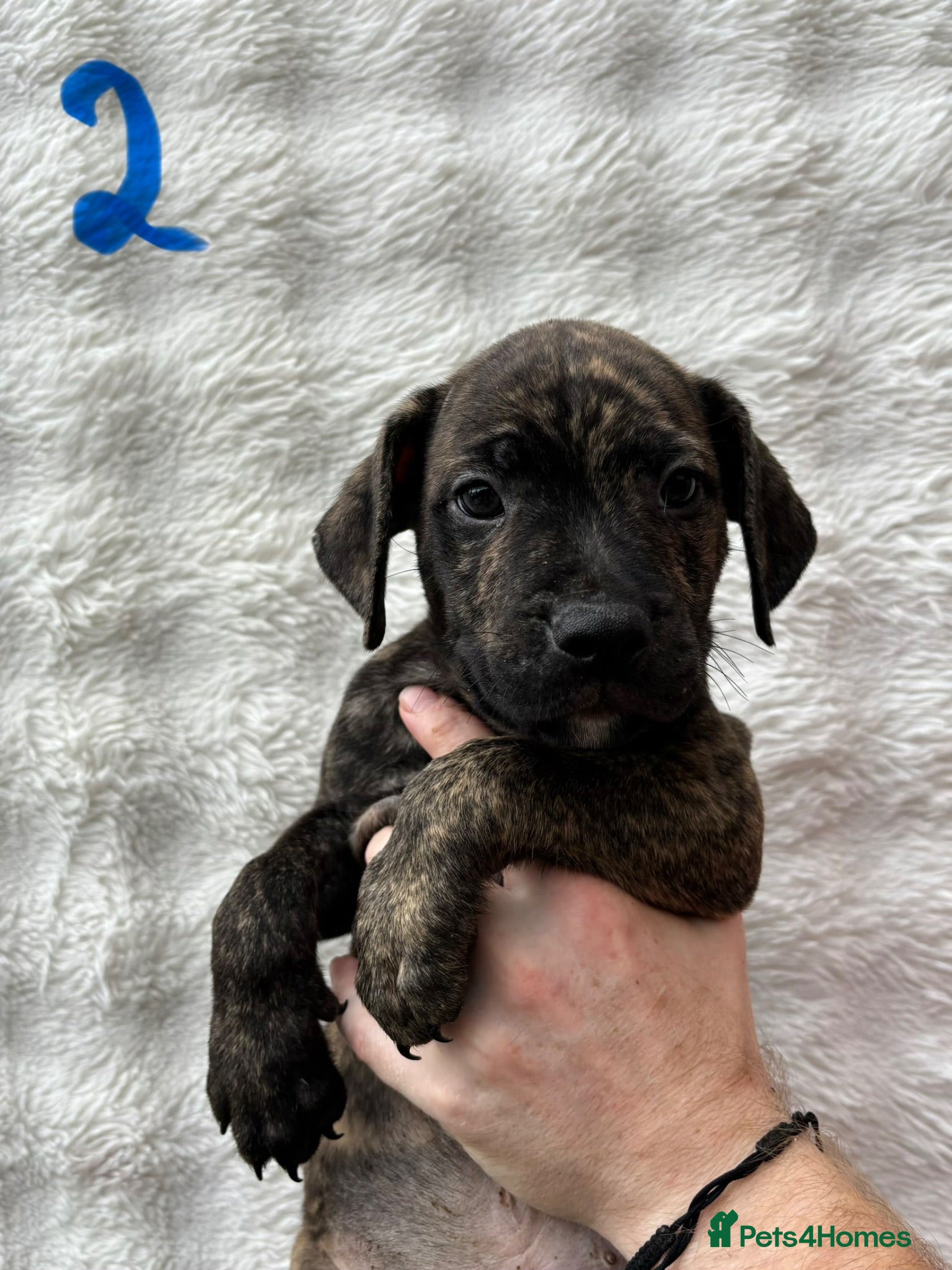 Staffordshire Bull Terrier dogs Beautiful Litter of 11 Staffy Puppies  - Advert 3