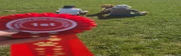 Mixed Breed dogs for sale: Australian Labradoodle-Medium-sized  - Advert 4