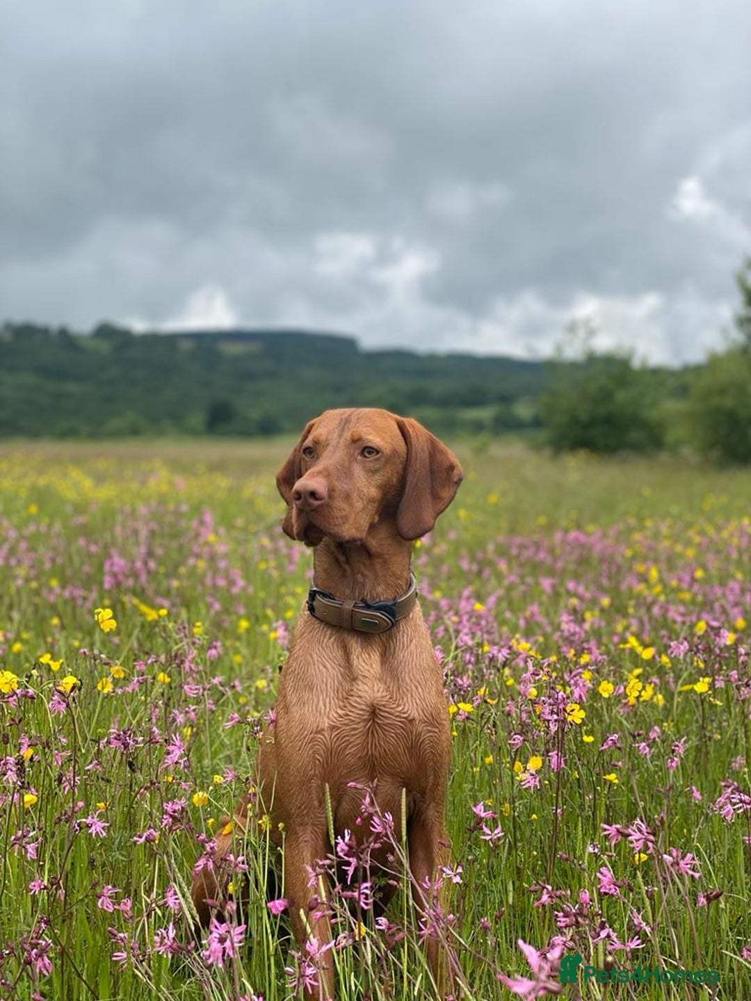 Hungarian Vizsla dogs for stud: Rolo Hungarian Viszla STUD in Treharris - Advert 5