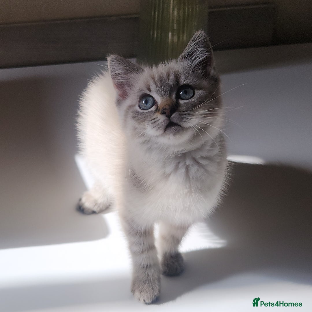 British Shorthair cats for sale: Ready now - Image 5