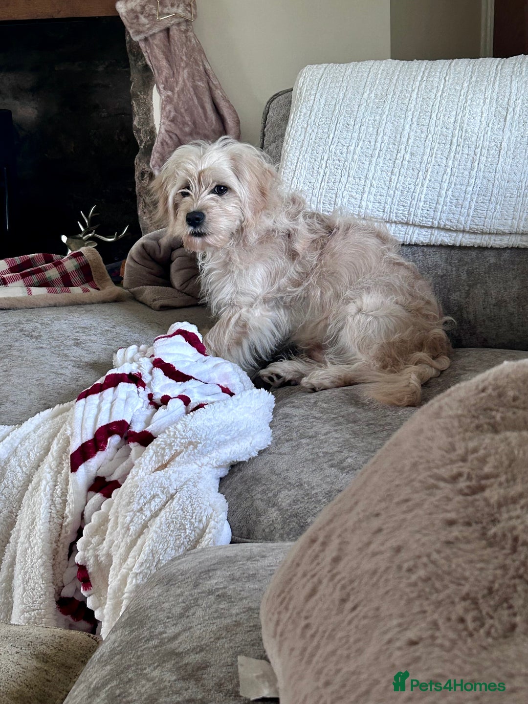 Cavapoochon dogs for sale: Male CavapoochonPuppy - Advert 5