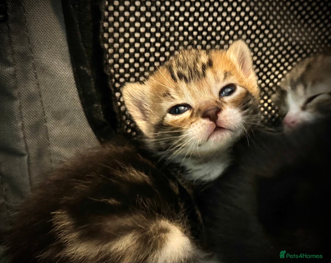 Ragdoll cats for sale: ✨ Exquisite Ragdoll-Bengal Baby Kittens ✨ - Advert 7