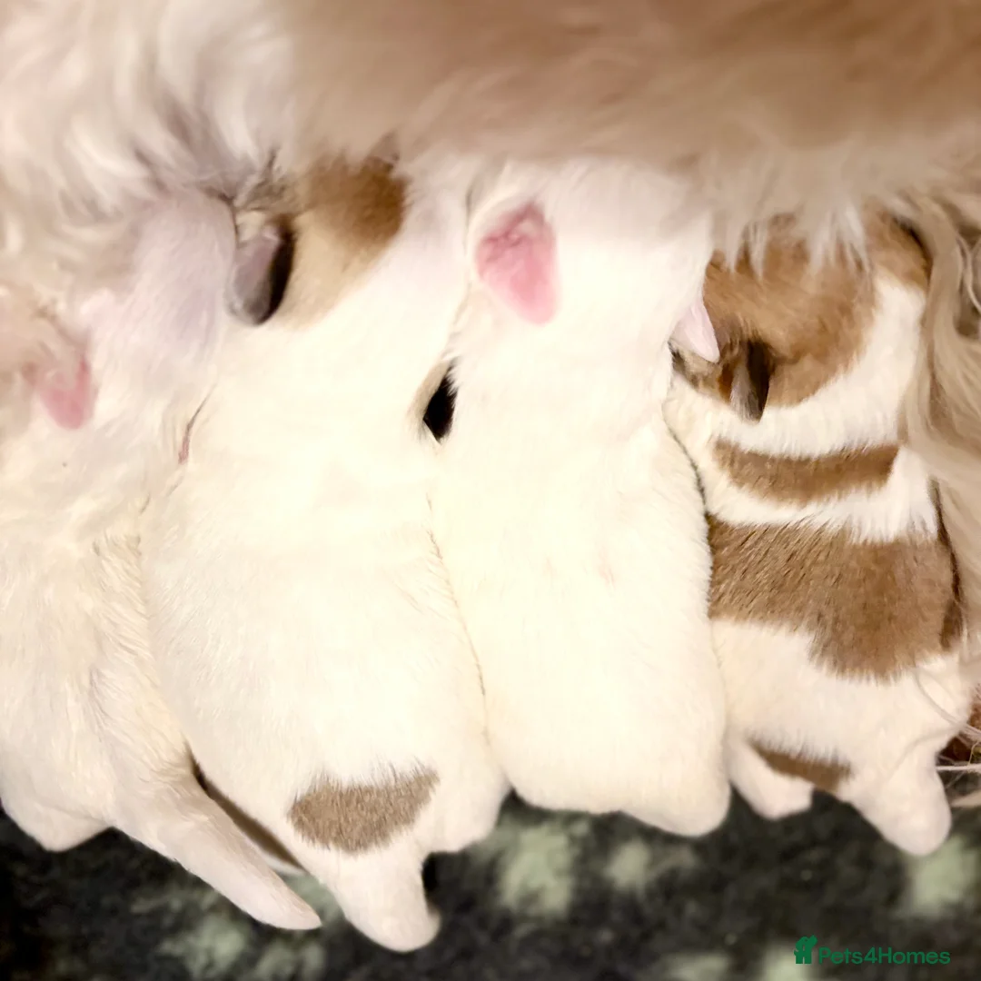 Coton De Tulear dogs for sale: K.C reg Coton de Tulear Puppies inc World Champion - Advert 11