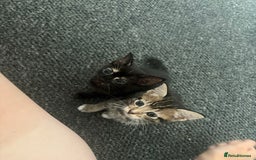 Mixed Breed cats for sale: 3 kittens available  - Image 5