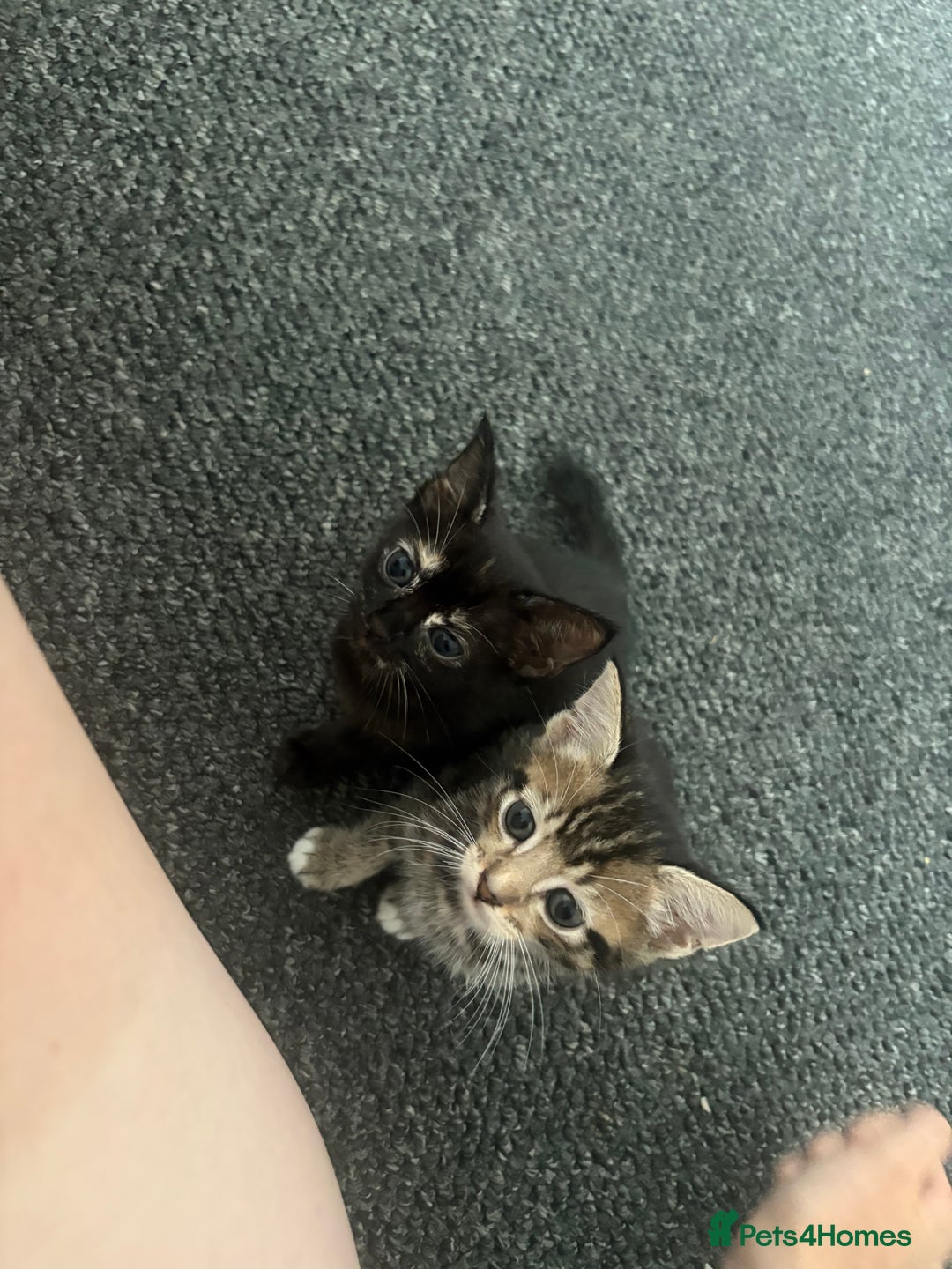 Mixed Breed cats for sale: 3 kittens available  - Image 5
