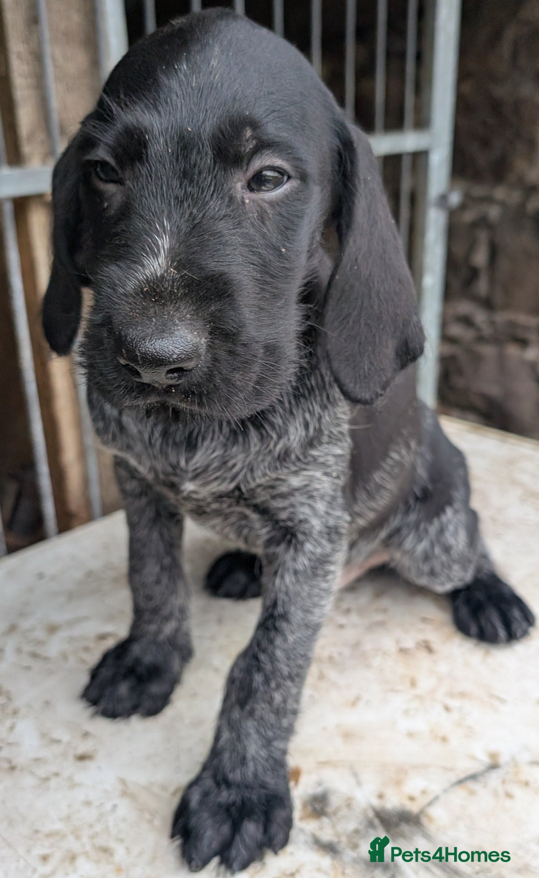 German Wirehaired Pointer dogs for sale: German Wirehaired Pointer Pups - Advert 7