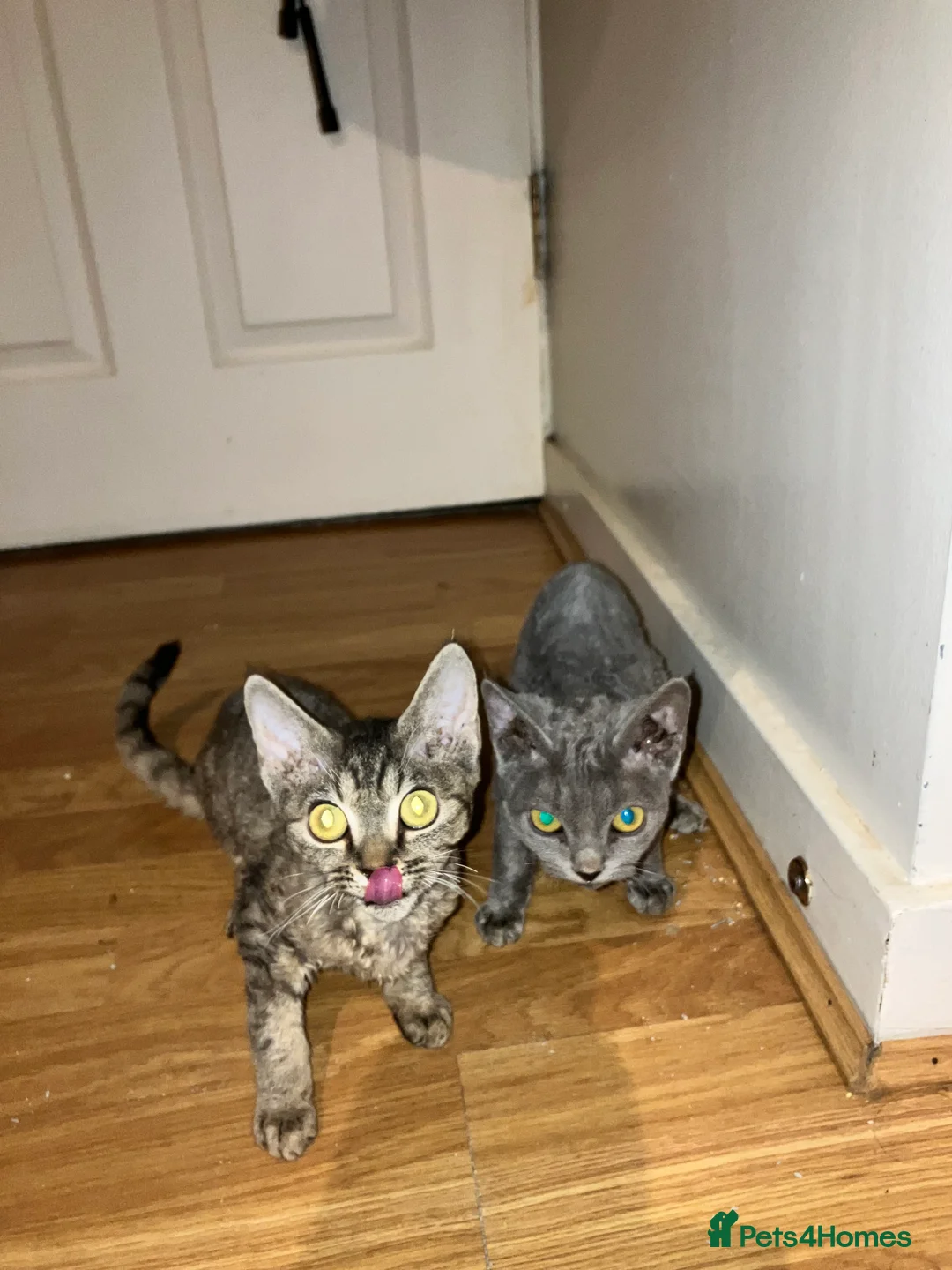 Devon Rex cats for sale: GCCF registered - Devon Rex Kittens - Advert 12