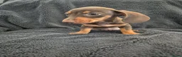Miniature Dachshund dogs for sale: Miniature Dachshund READY NOW - Advert 30