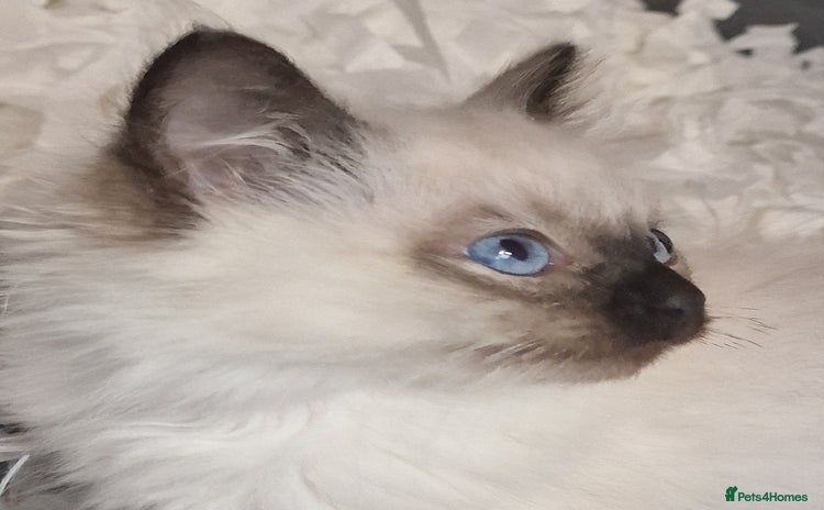 Ragdoll cats - Advert 7