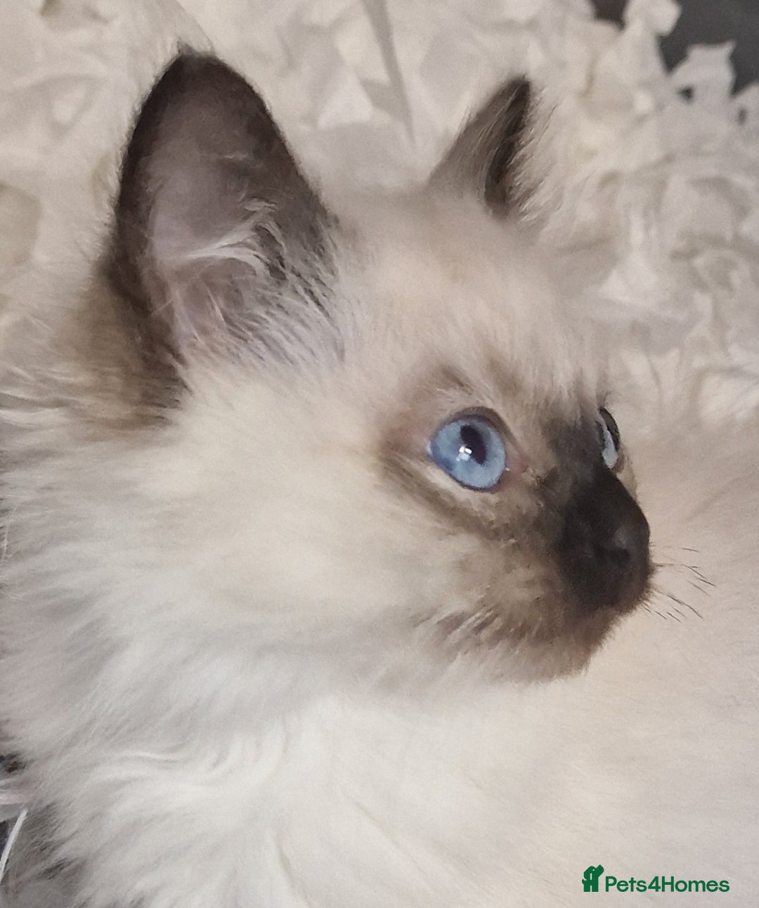 Ragdoll cats for sale: Gorgeous gccf reg Ragdoll kittens  - Image 1
