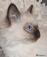 Ragdoll cats - Advert 2