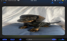 Dachshund dogs for sale: Daschund(sausage) puppies - Image 3