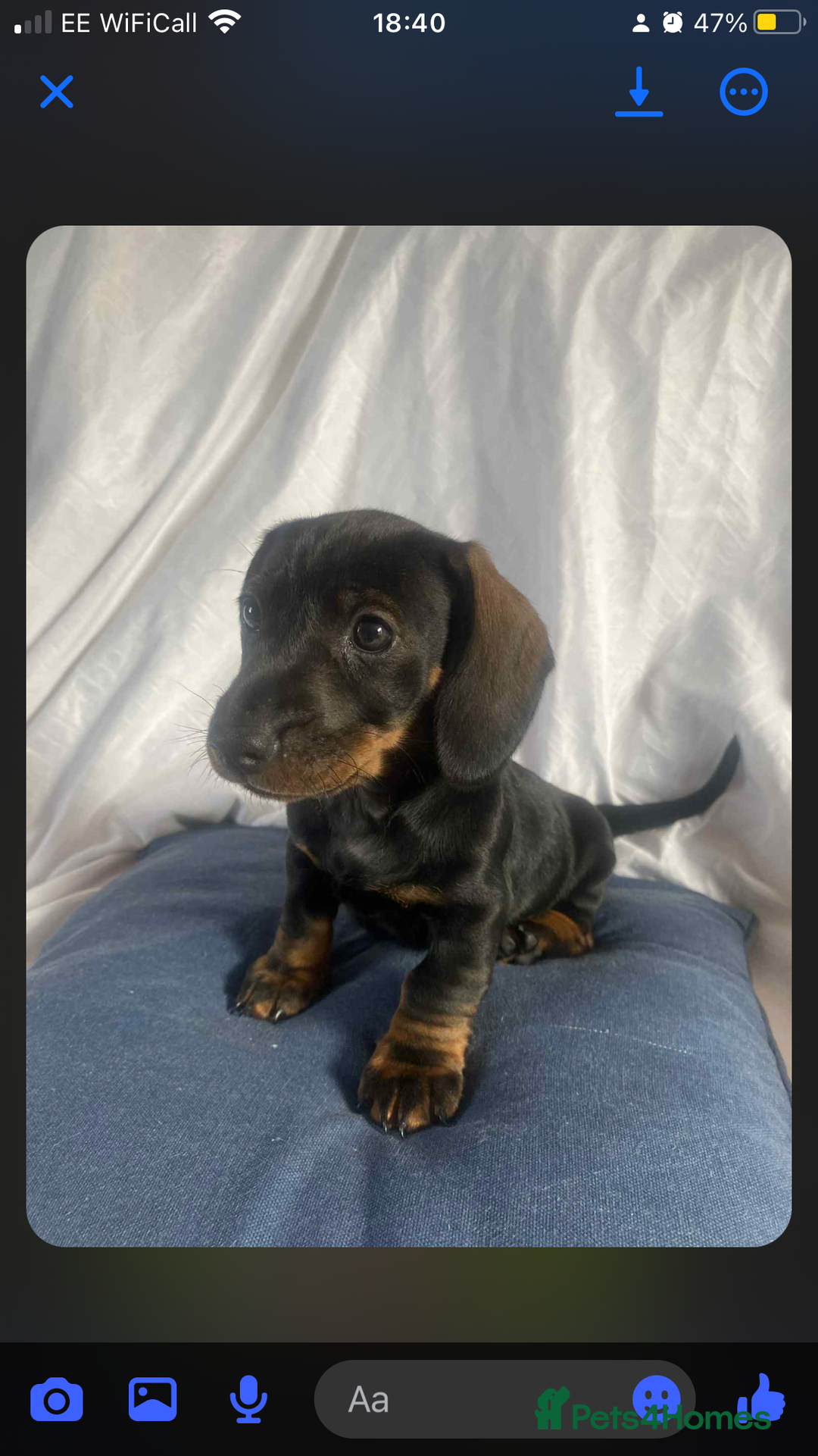 Dachshund dogs for sale: Daschund(sausage) puppies - Image 3