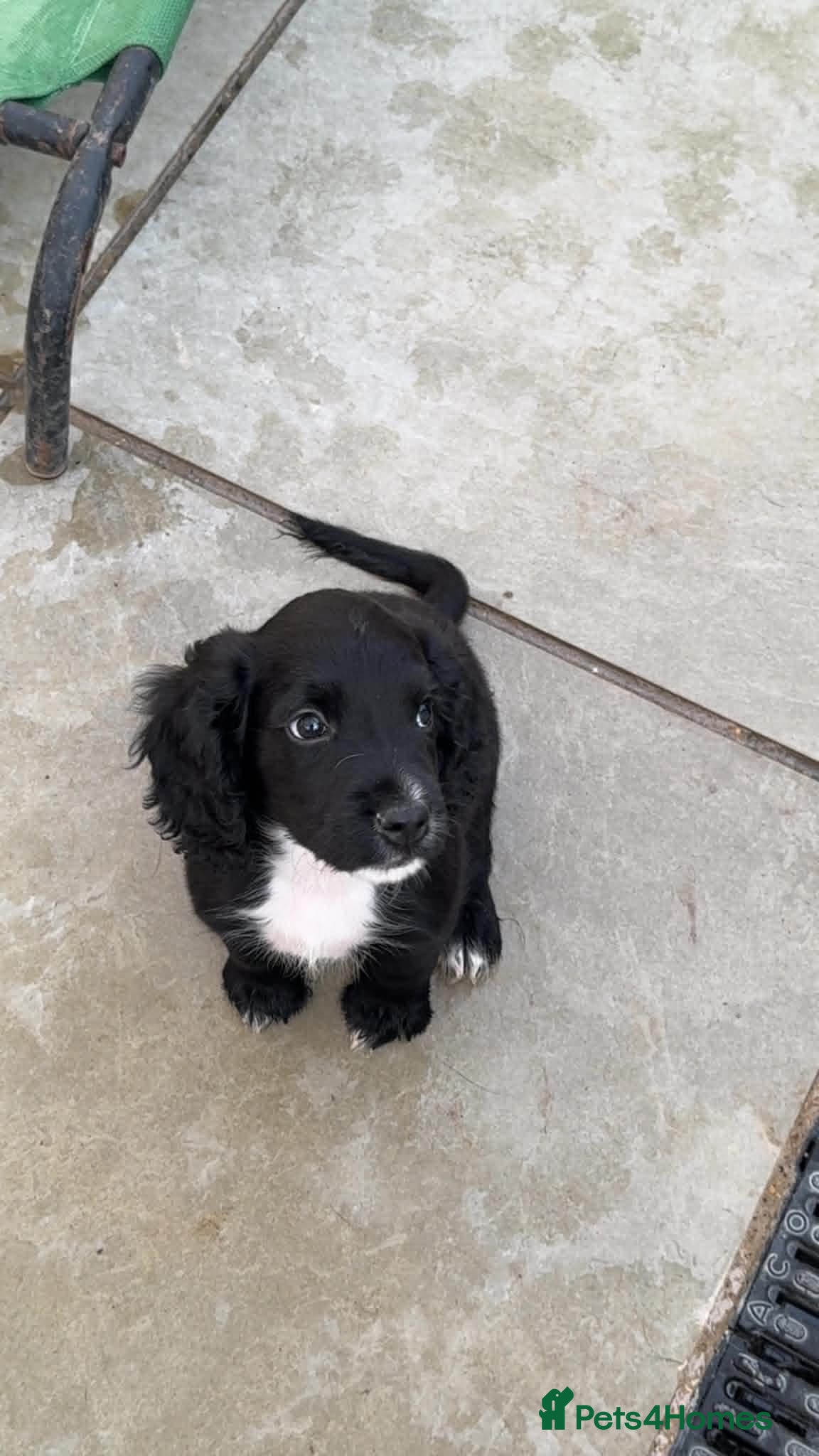 Cocker Spaniel dogs KC Black male cocker spaniel ready to leave - Advert 16