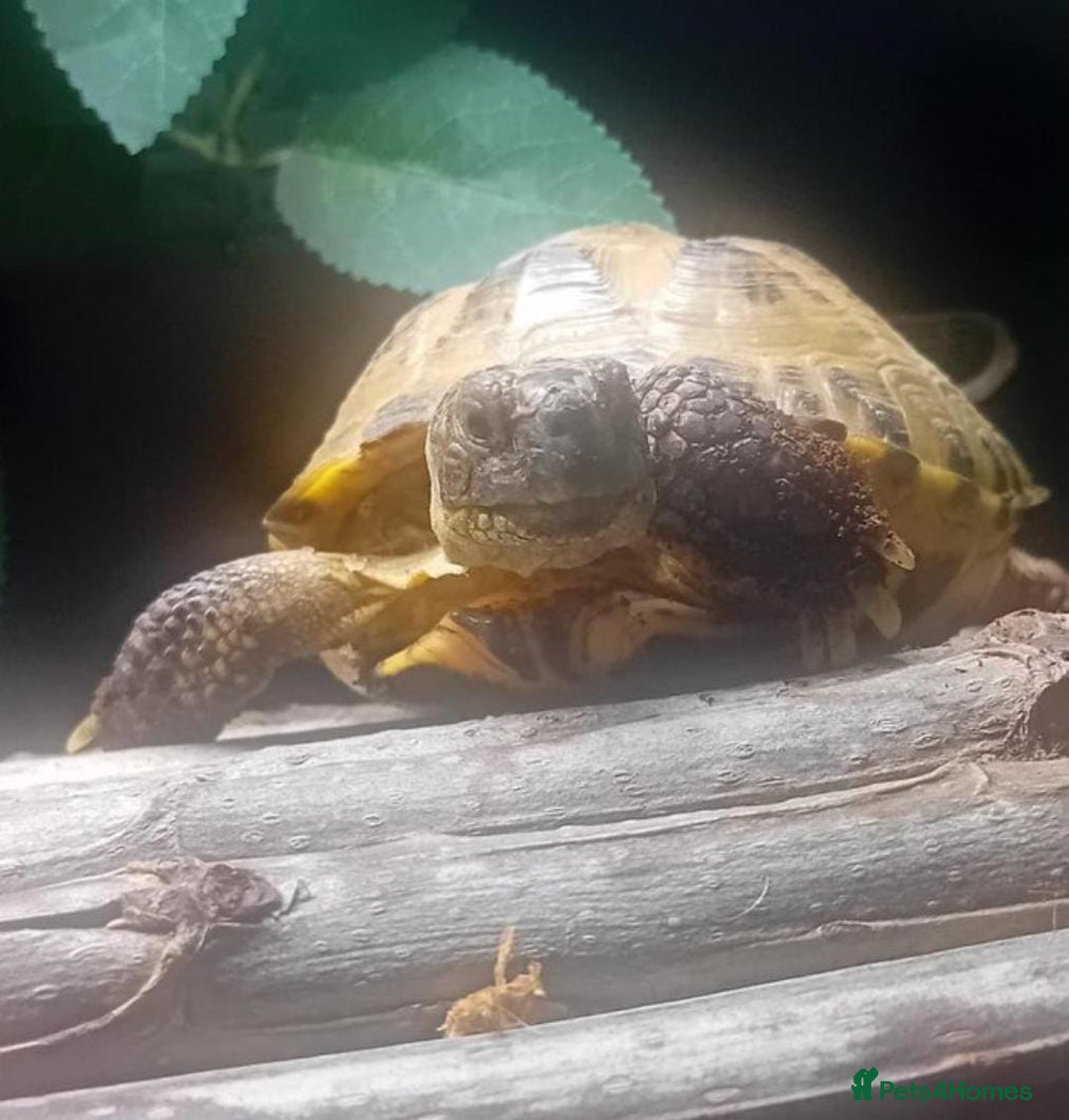 Tortoise reptiles for sale: Horsefield tortoise  - Advert 4