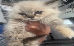 Ragdoll cats for sale: Champion bloodlines Ready for their loving homes - Image 22