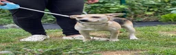 Mixed Breed dogs for adoption: ❤️Caramel❤️ 10-month-old lower-medium awesome girl - Advert 19
