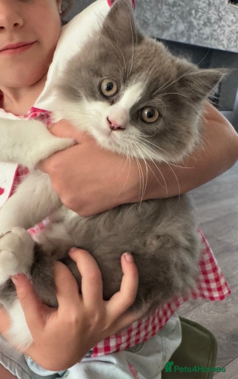British Longhair cats ✨British longhair ready now ✨ - Advert 1