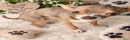 Chihuahua dogs for stud: Lilac & Tan Chihuahua Stud - Advert 3