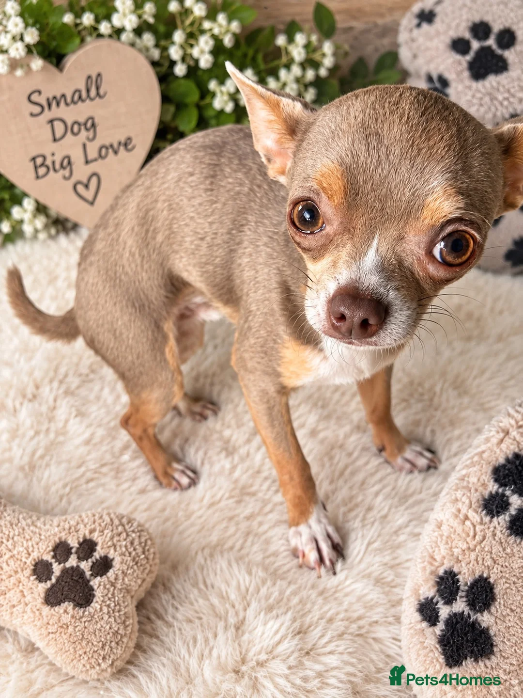 Chihuahua dogs for stud: Lilac & Tan Chihuahua Stud - Advert 3