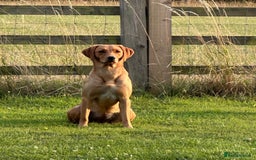 Labrador Retriever dogs for sale: Fox Red Labrador Puppies Health Tested - Image 16