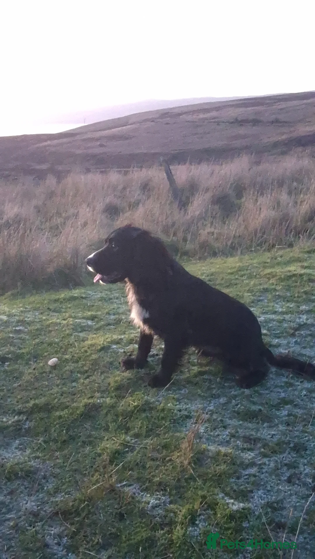 Cocker Spaniel dogs for stud: Kc registered working cocker spaniel - Advert 2