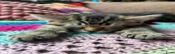 Mixed Breed cats for sale: Cuddly Tabby Kittens – Home Raised - Advert 24