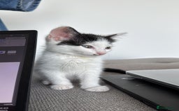 British Shorthair cats for sale: kitten for sale  - Image 2