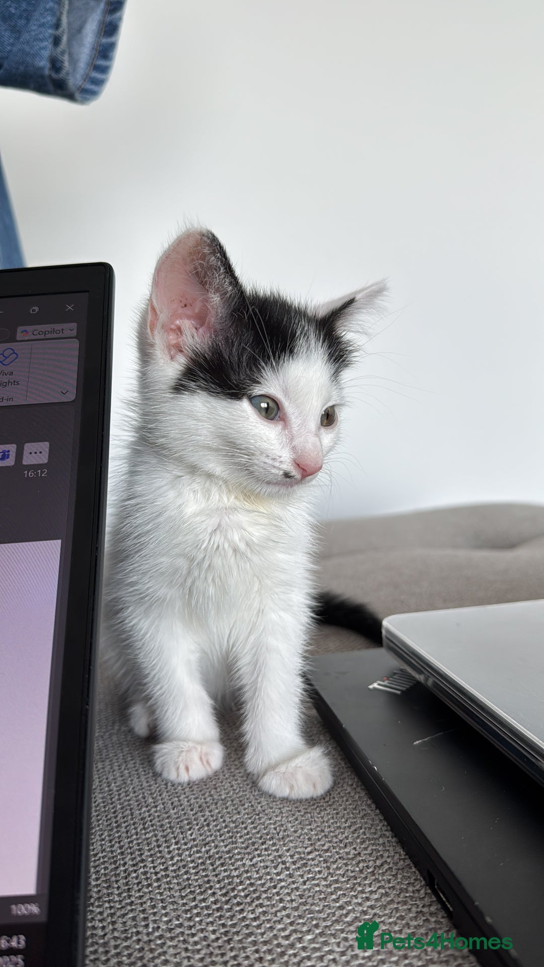 British Shorthair cats for sale: kitten for sale  - Image 2