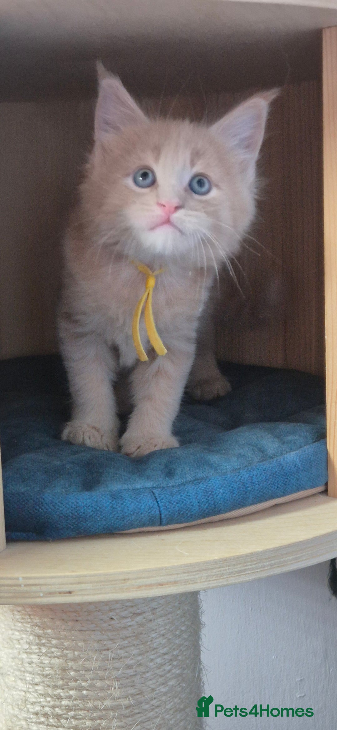 Maine Coon cats for sale: Maine Coon kittens Glasgow  - Image 24