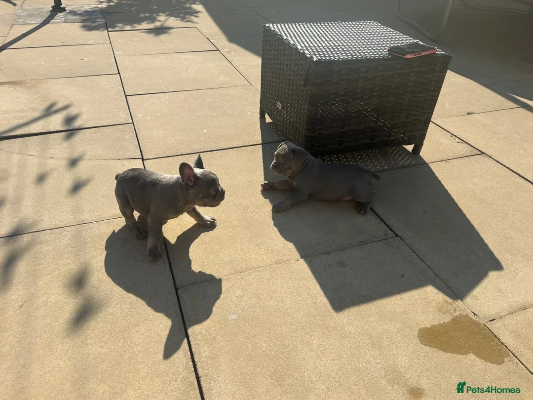 French Bulldog dogs for sale: French bulldog puppies  - Advert 2