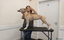 Whippet dogs for sale: STUNNING LITTER OF KC REGISTERED WHIPPET PUPPIES  - Image 8